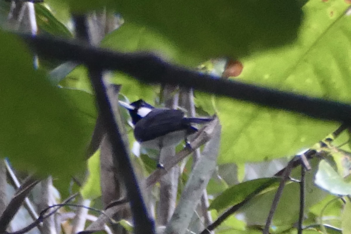 Black-bibbed Monarch - Peter Kaestner