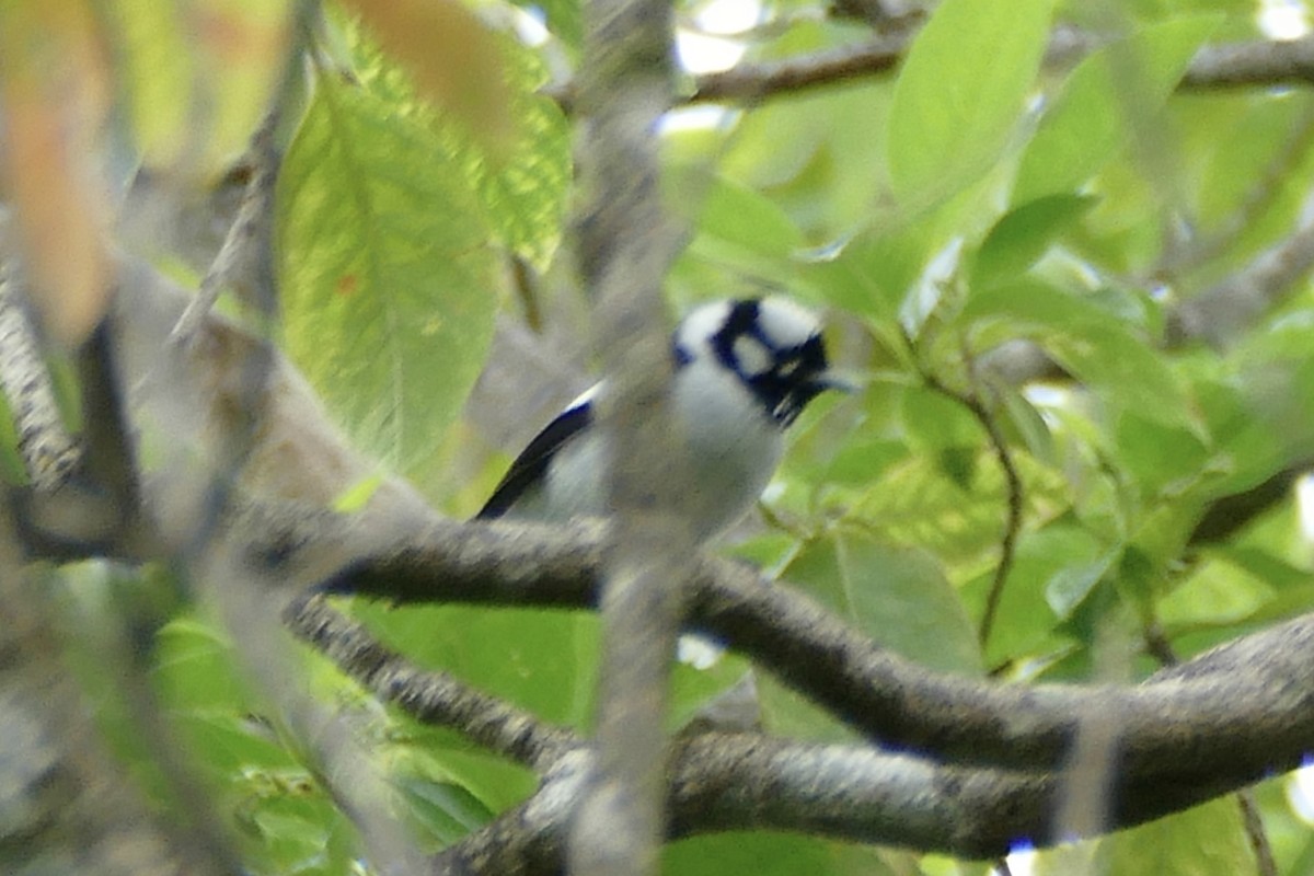 Tanimbar Monarch - ML180857441