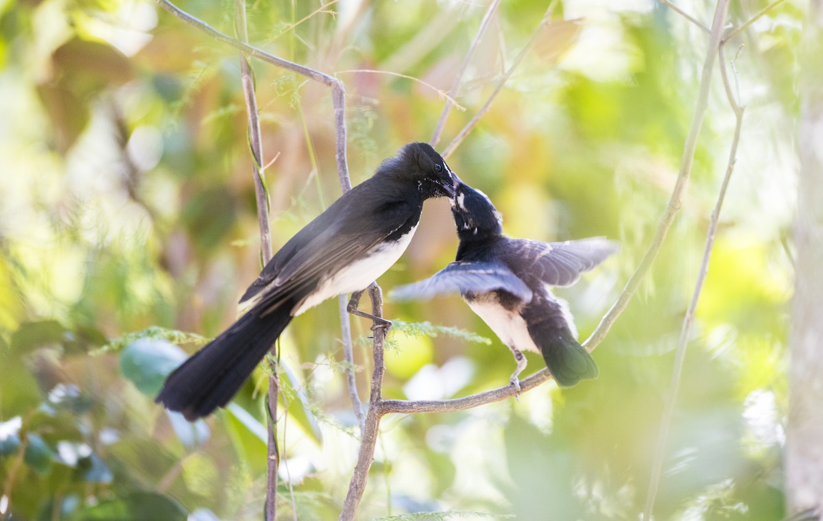 Willie-wagtail - Duc Hoang