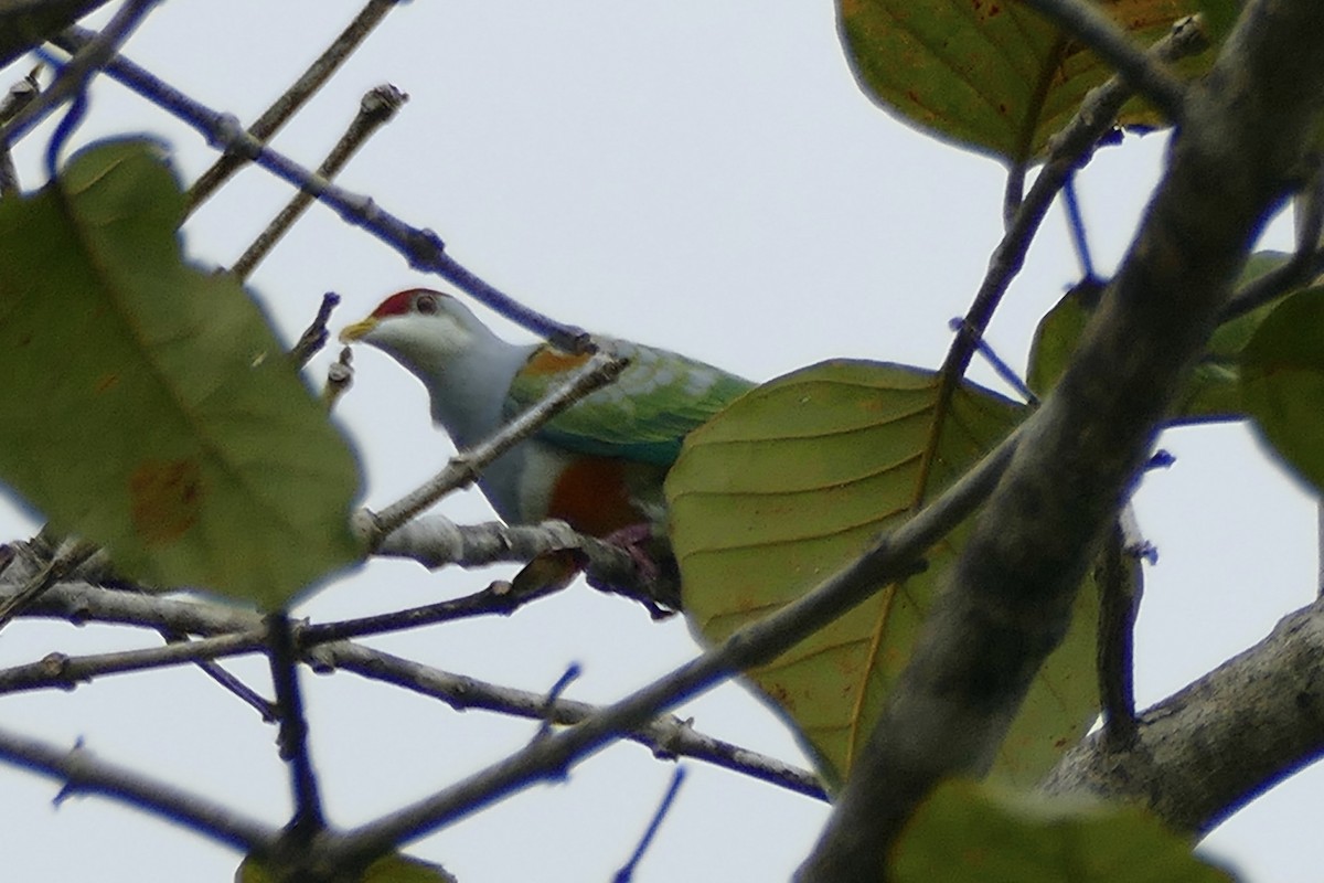 Wallace's Fruit-Dove - ML180858621