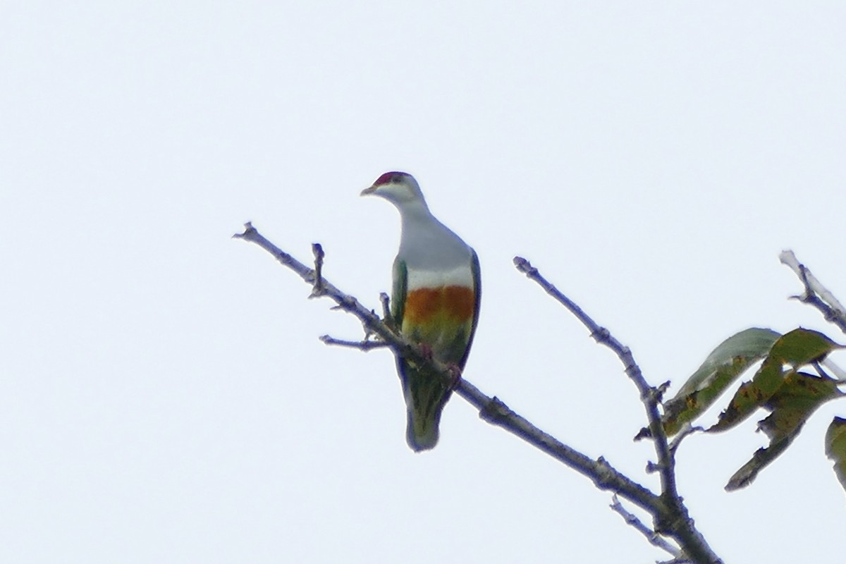 Wallace's Fruit-Dove - ML180858631