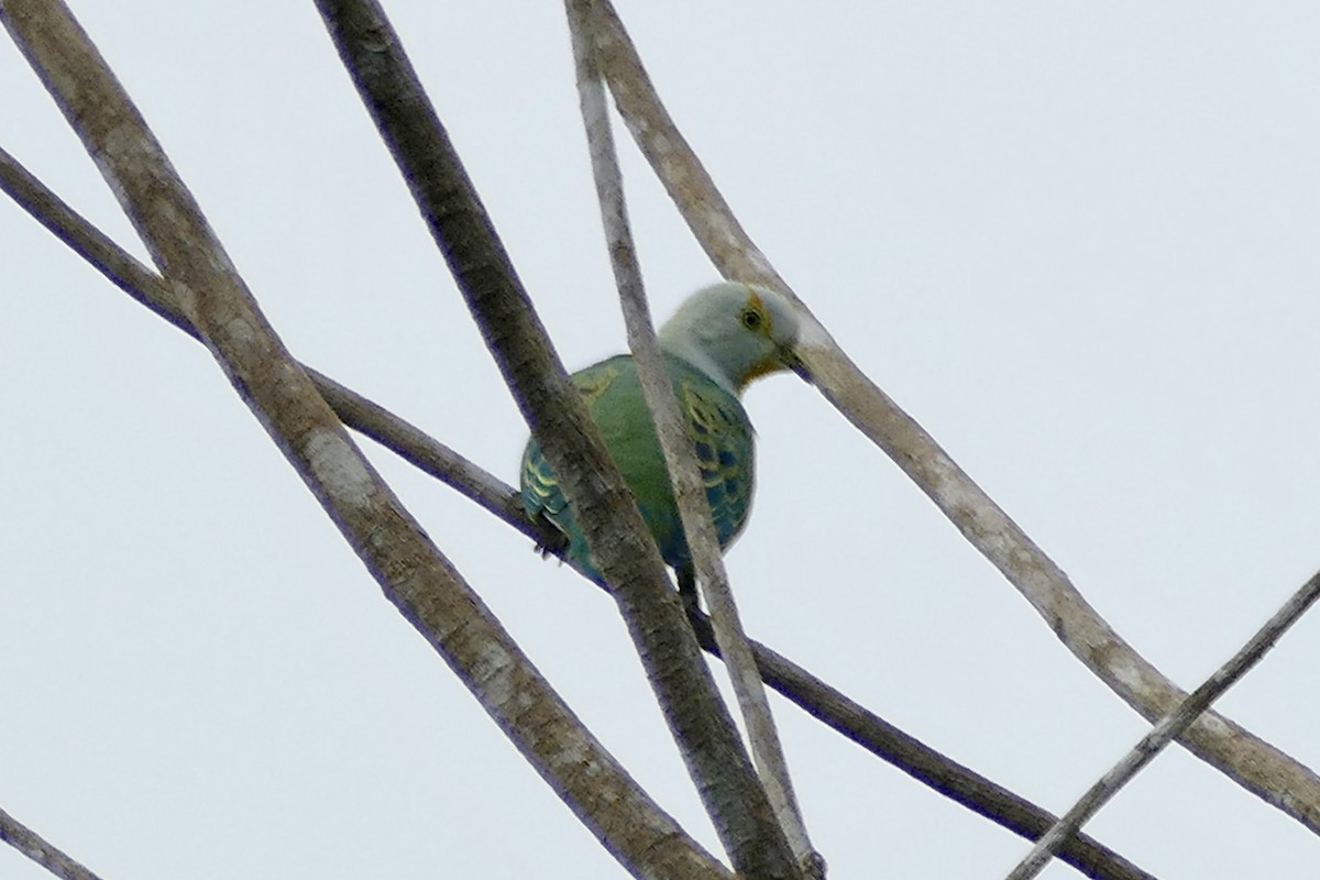 Rose-crowned Fruit-Dove - ML180858651