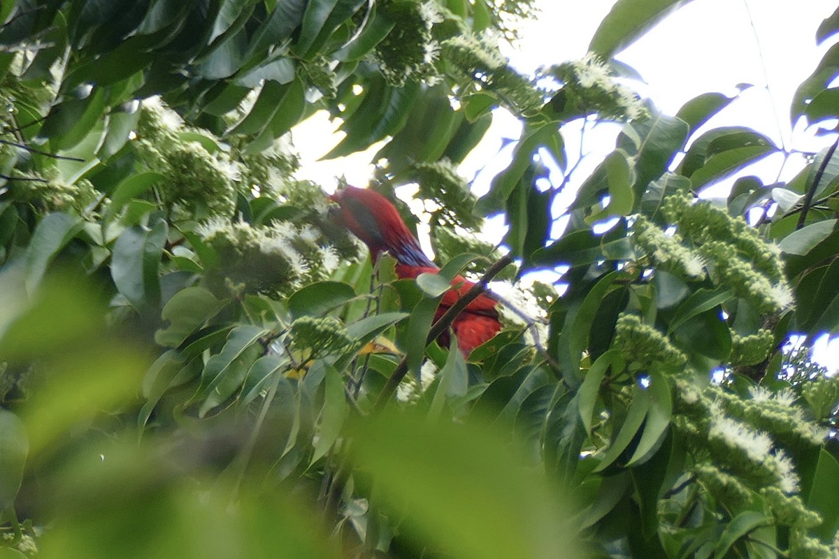 Blue-streaked Lory - ML180858901