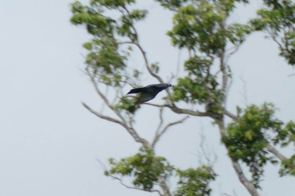 Wallacean Cuckooshrike - ML180859321