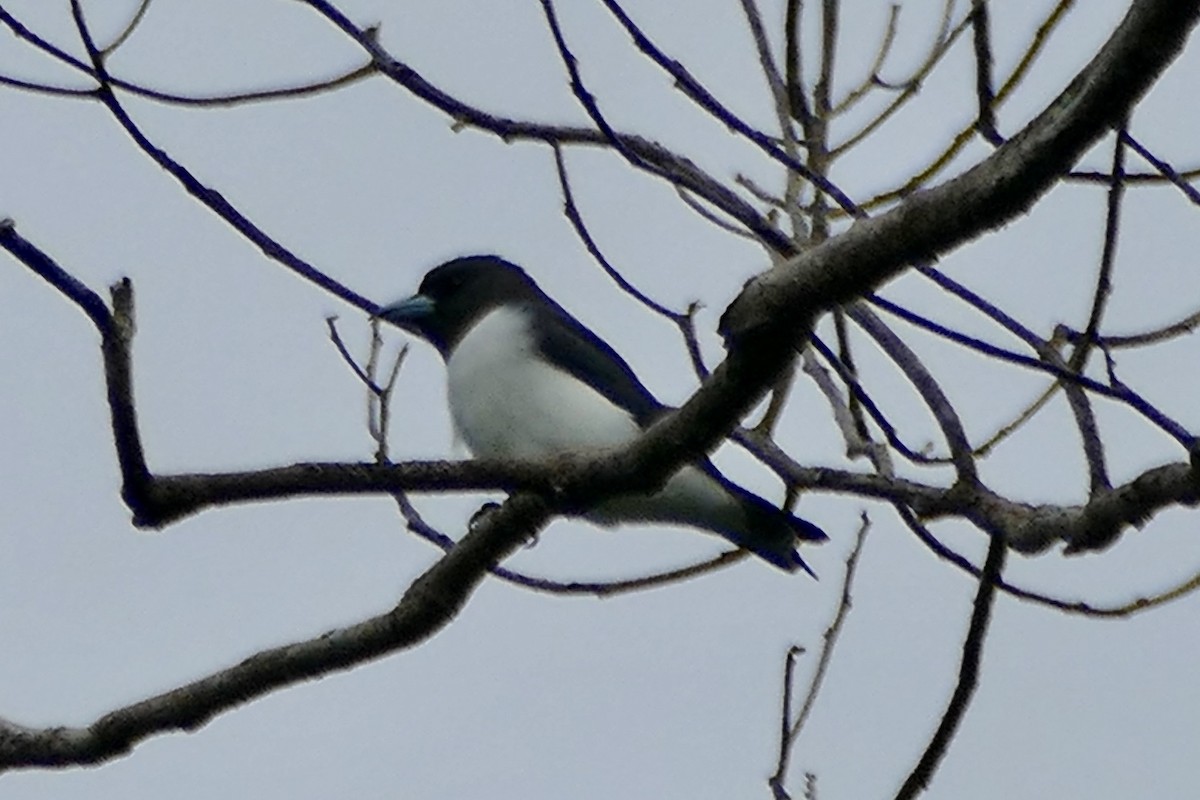 White-breasted Woodswallow - ML180859541