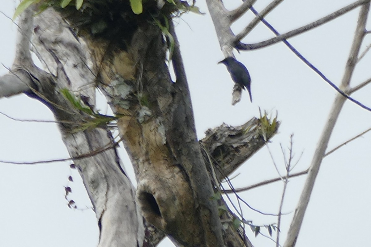 Tanimbar Starling - ML180859621