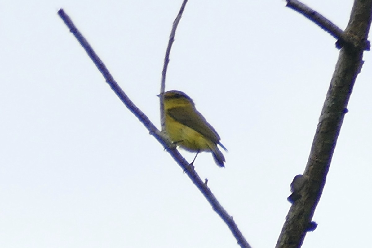 Golden-bellied Flyrobin - ML180859641