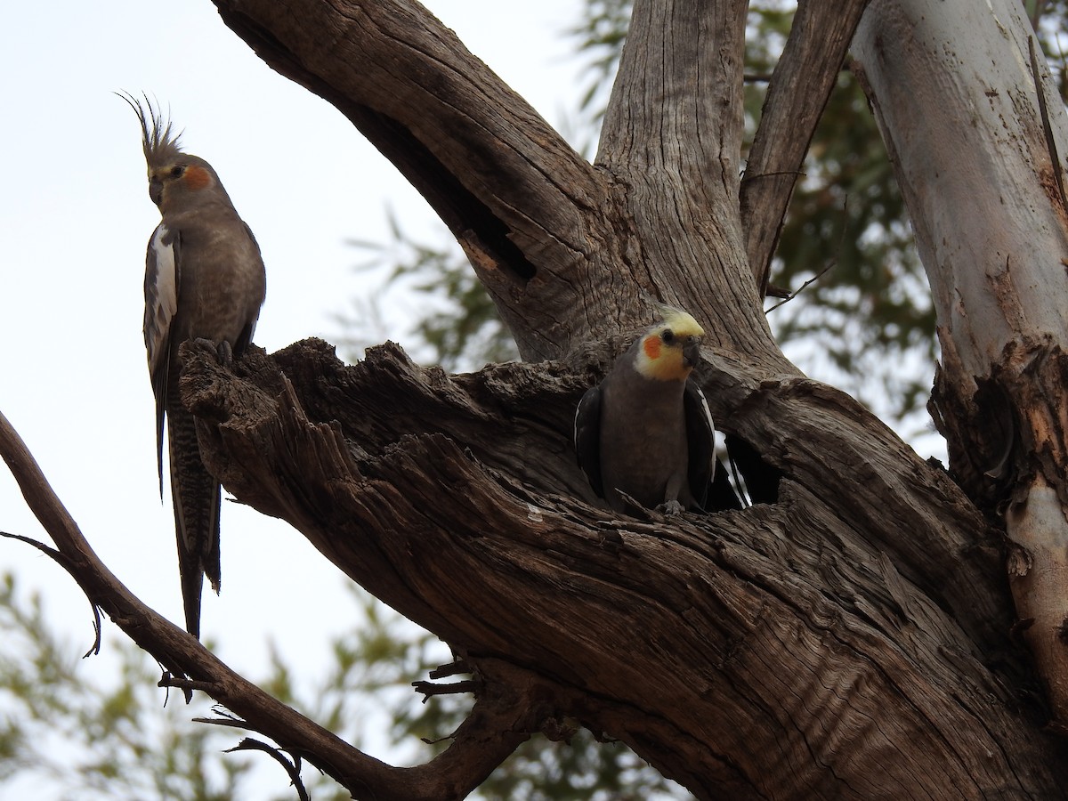 Cockatiel - Liam Manderson