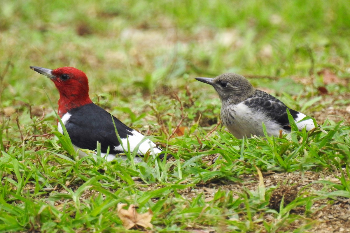 Red-headed Woodpecker - S. K.  Jones