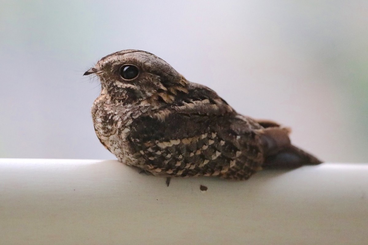 Little Nightjar - Brian  Aherne