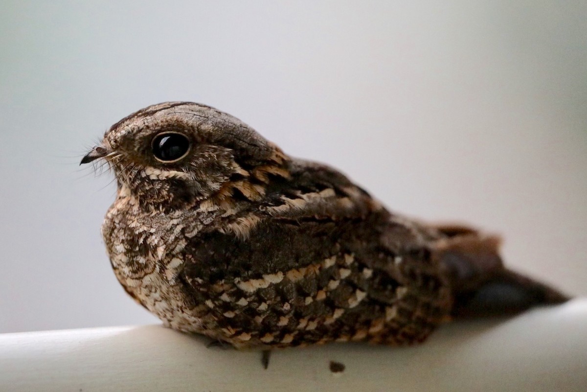 Little Nightjar - Brian  Aherne