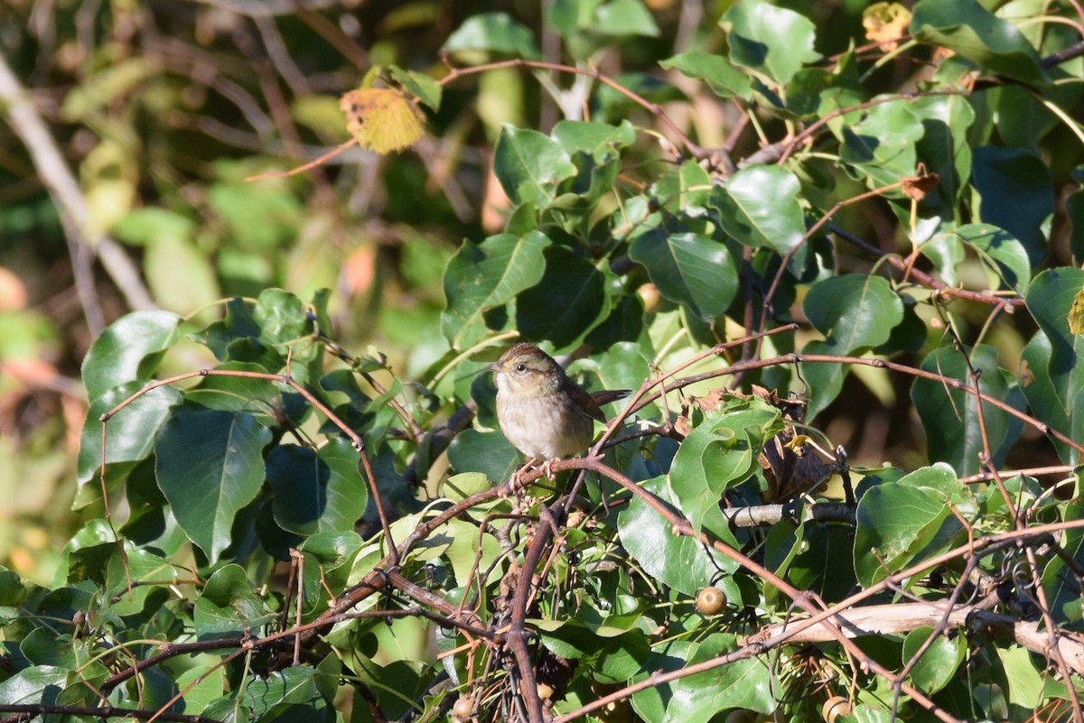 Swamp Sparrow - ML180861841