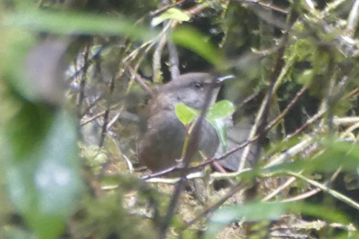 Seram Bush Warbler - Peter Kaestner