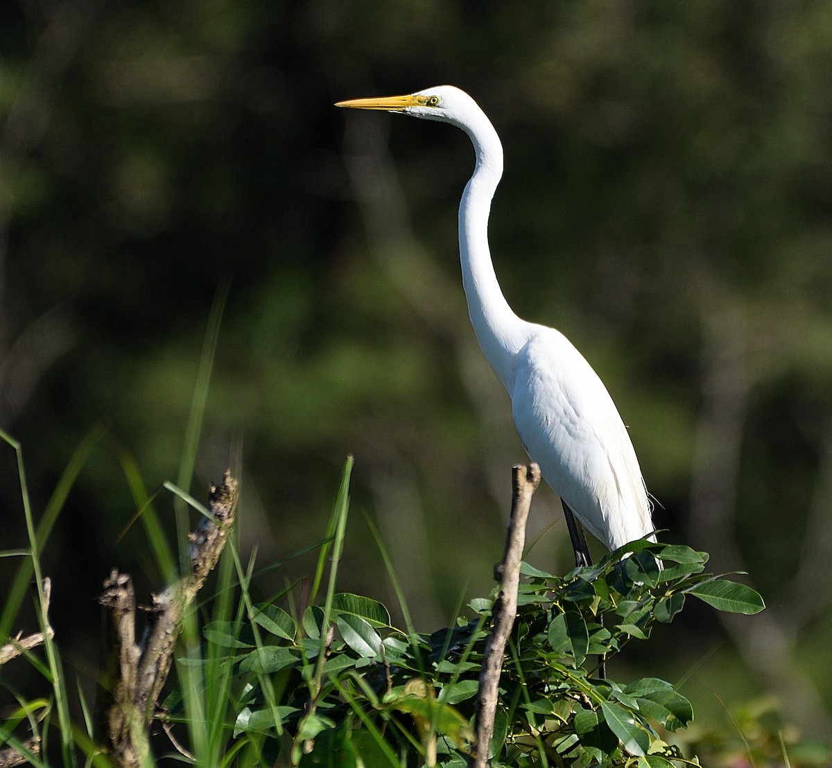 Great Egret - ML180865811