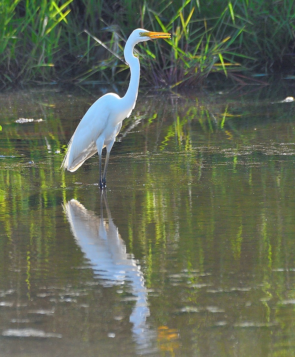 Great Egret - ML180865851