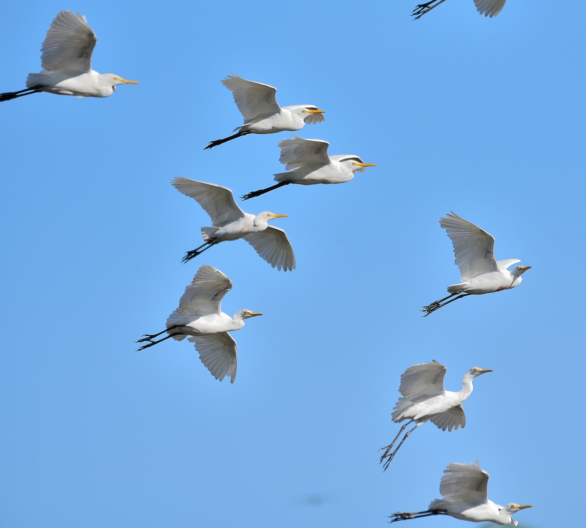 Eastern Cattle Egret - Arun Prabhu