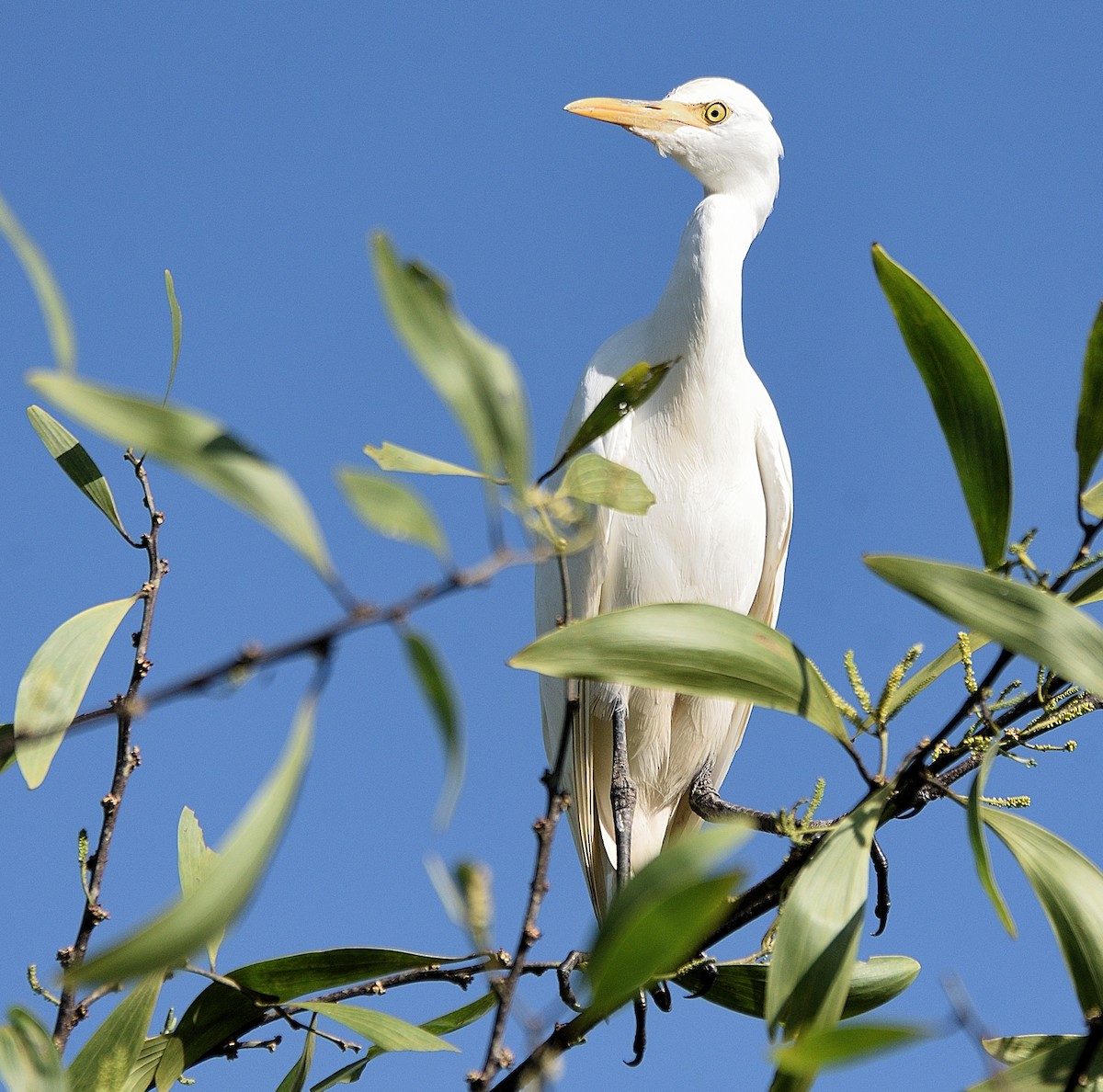 Eastern Cattle Egret - ML180865991