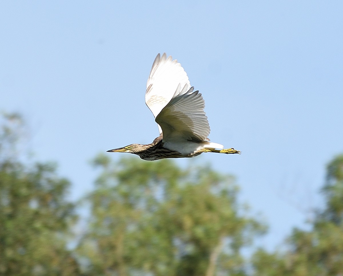 Indian Pond-Heron - ML180866011