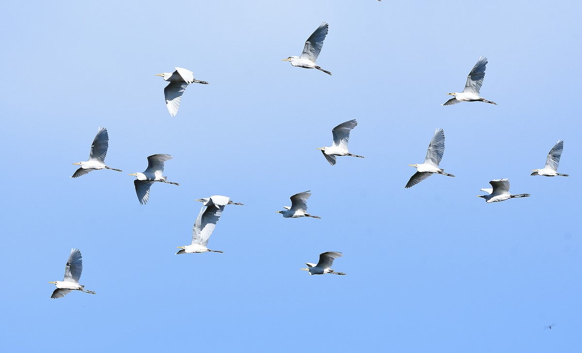 Eastern Cattle Egret - ML180866031