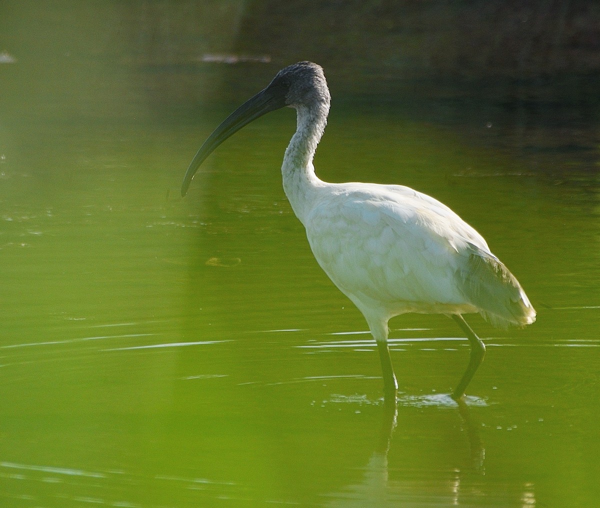 Black-headed Ibis - ML180866081