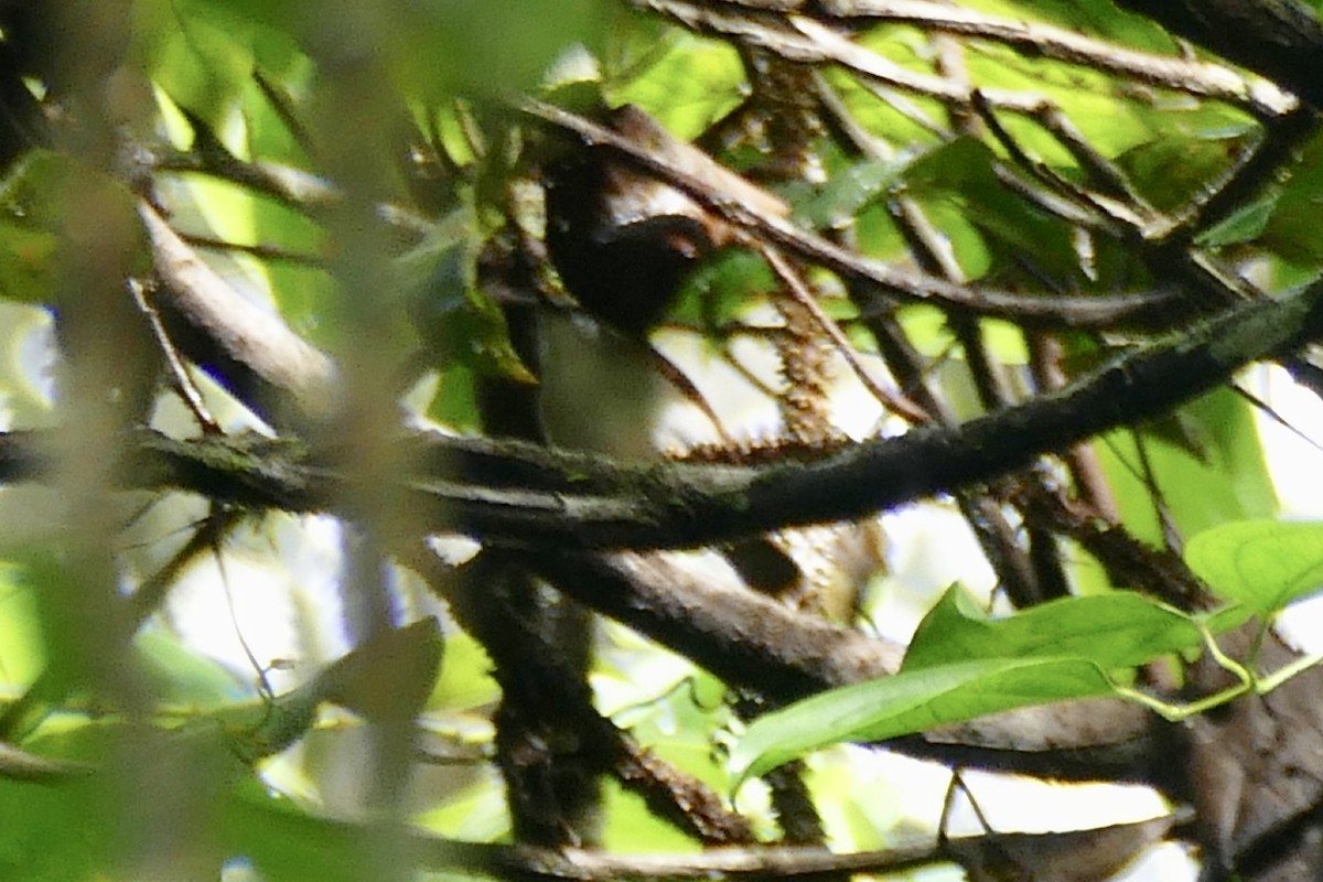 Rufescent White-eye - ML180866571