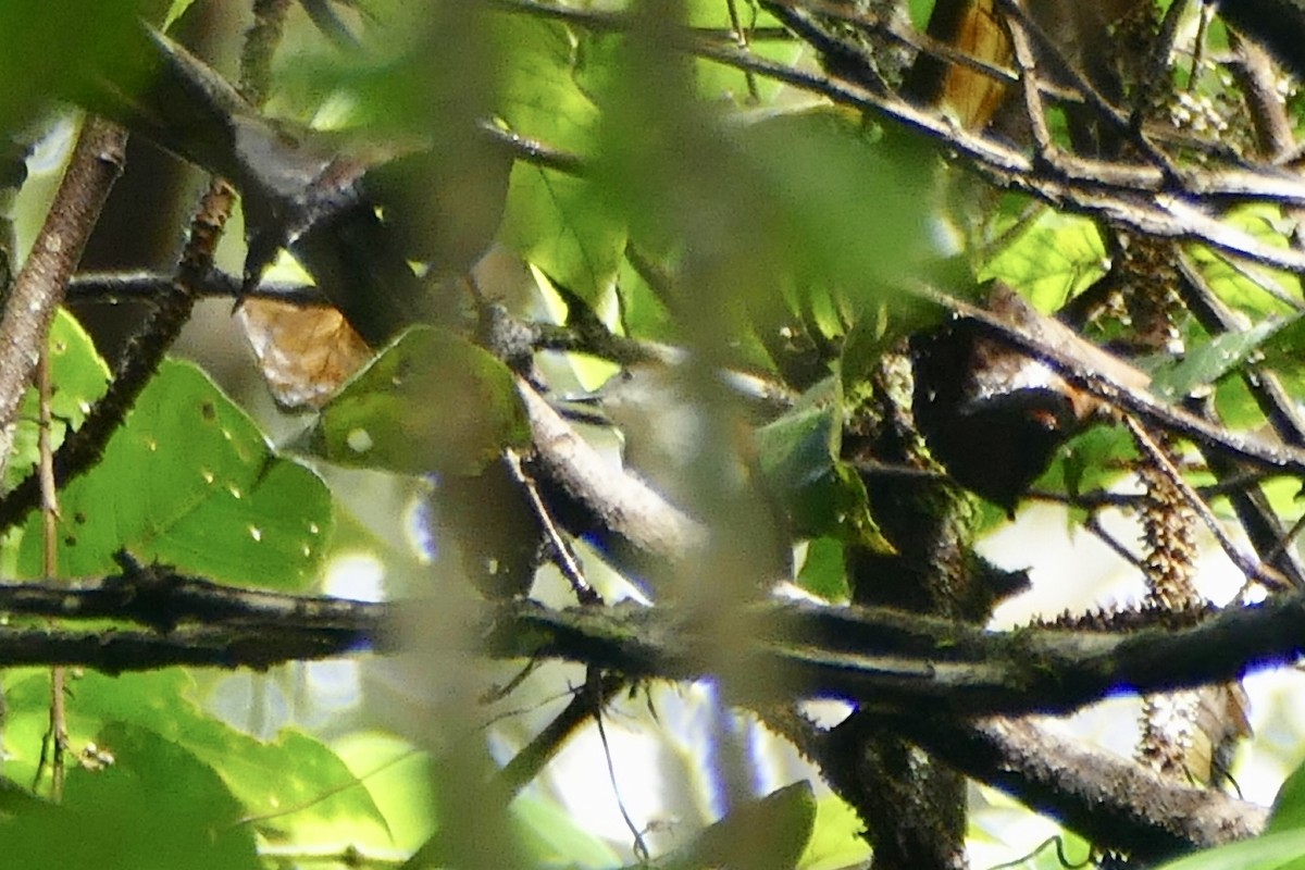 Anteojitos Bicolor - ML180866591