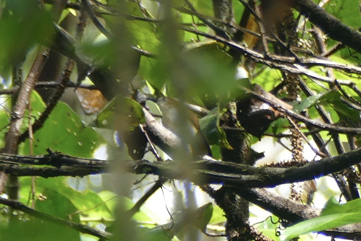 Rufescent White-eye - ML180866621