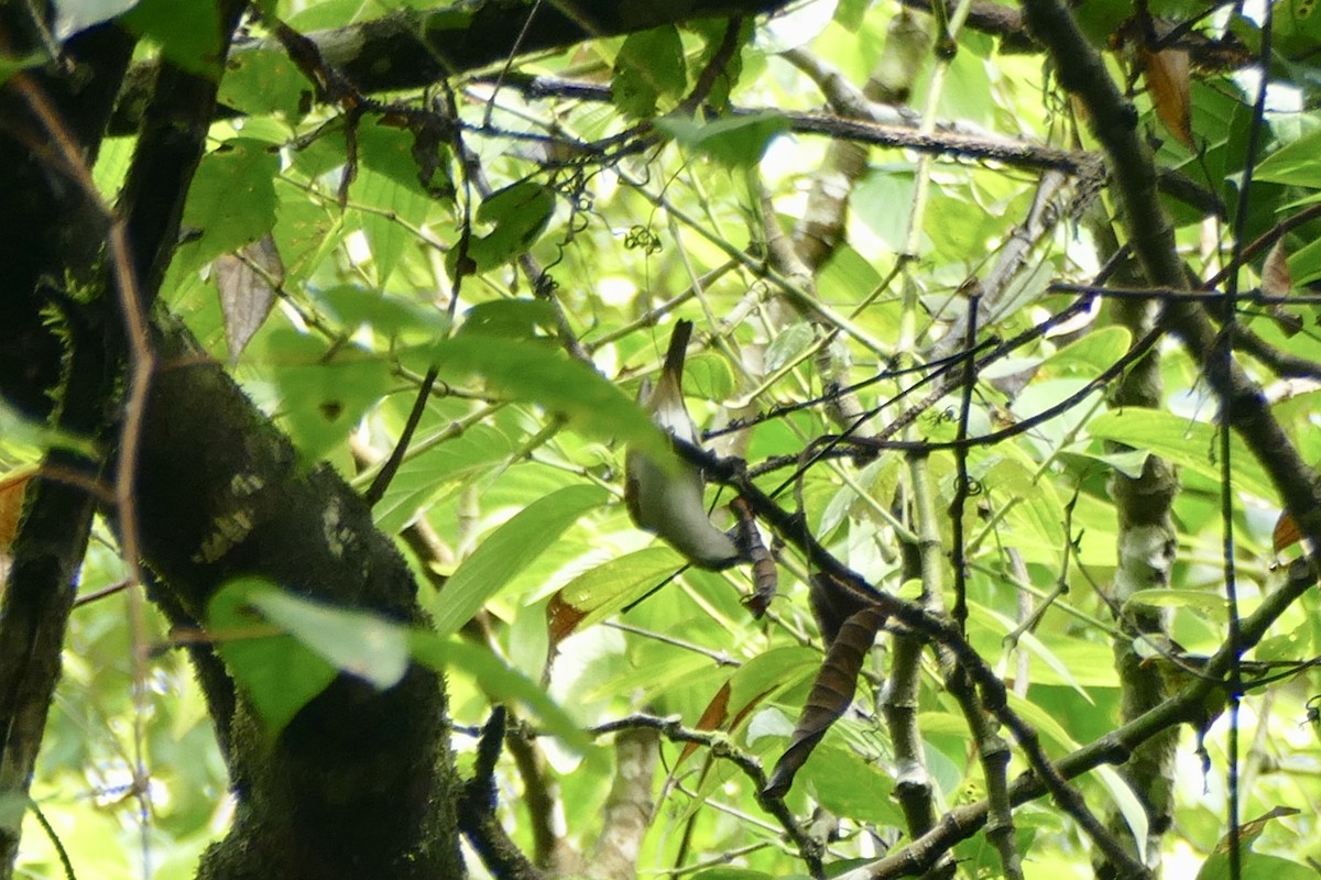 Rufescent White-eye - ML180866631