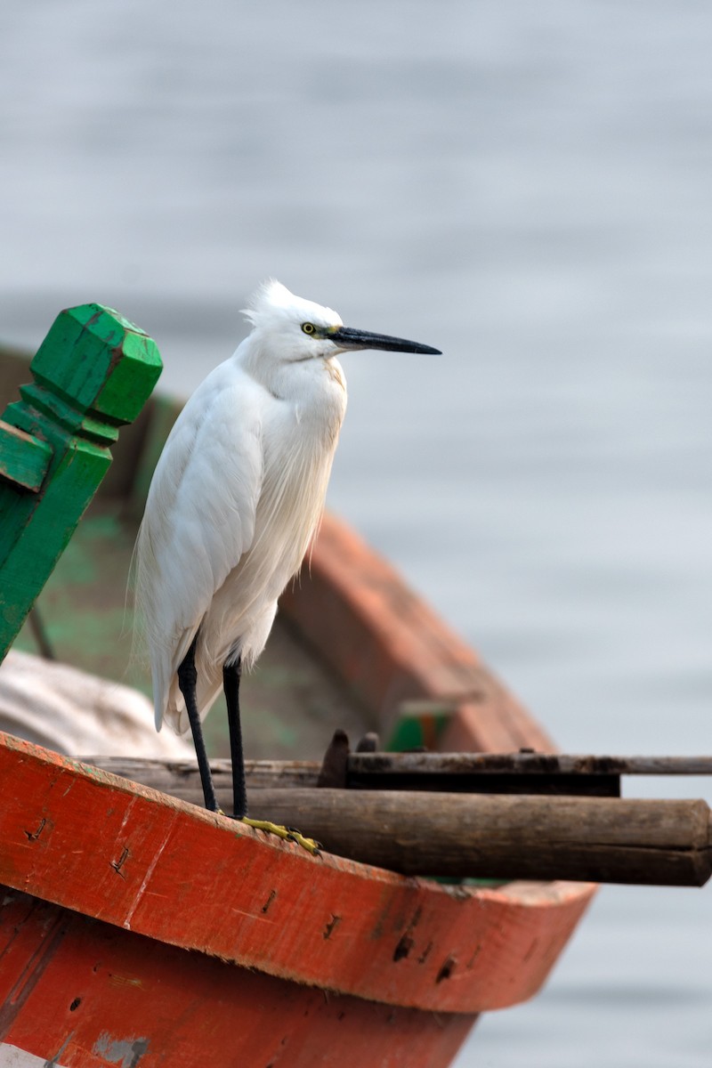 Little Egret - ML180866751