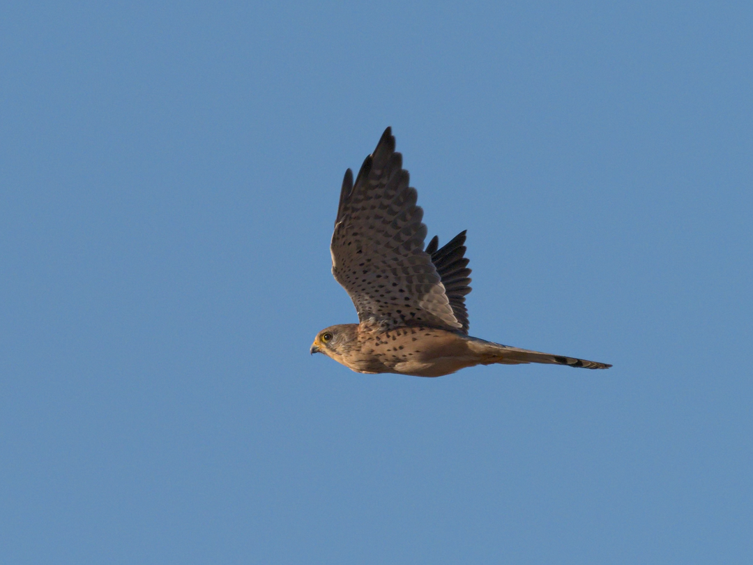 Eurasian Kestrel - ML180867381