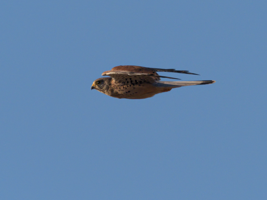 Eurasian Kestrel - ML180867391