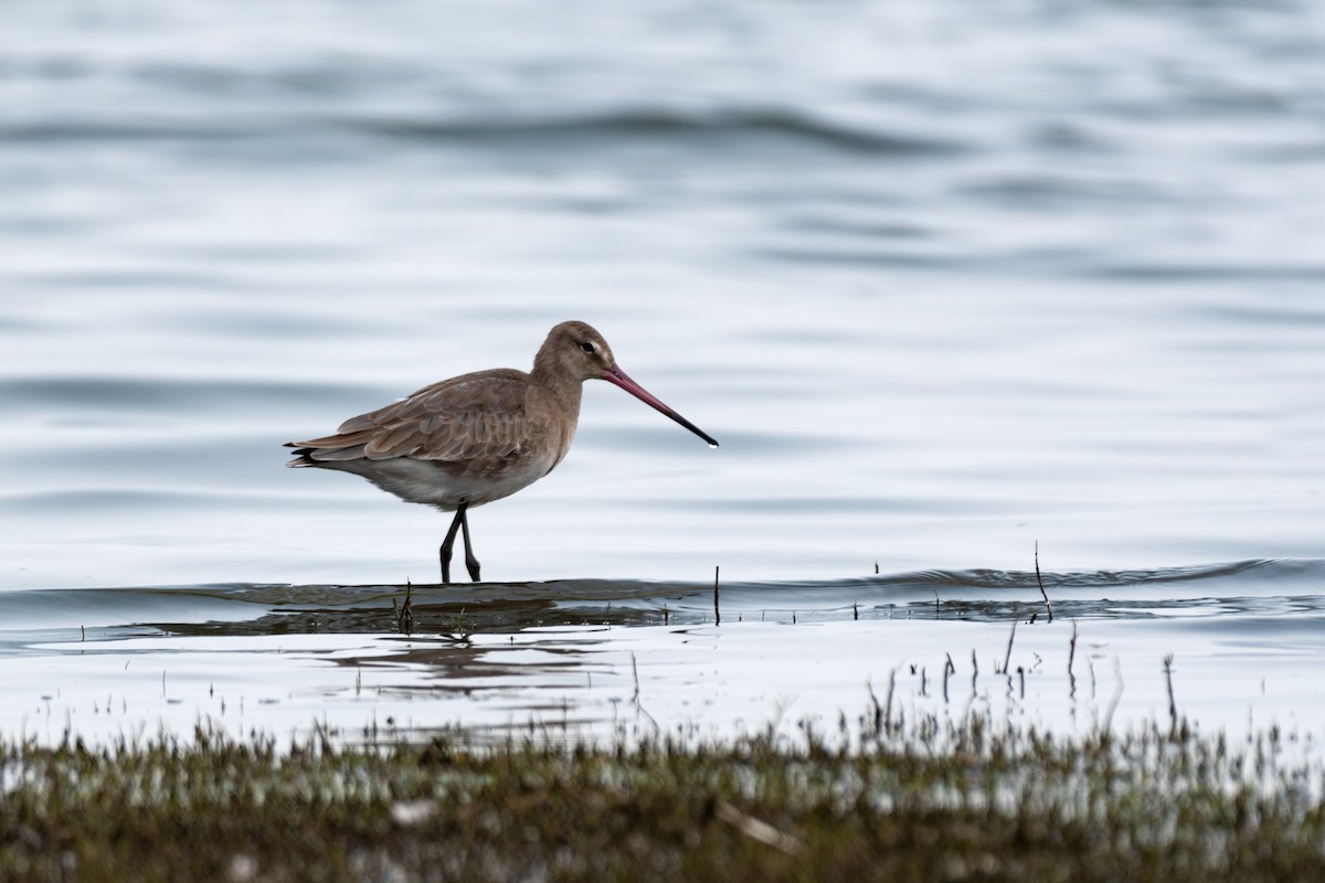 Black-tailed Godwit - ML180867981