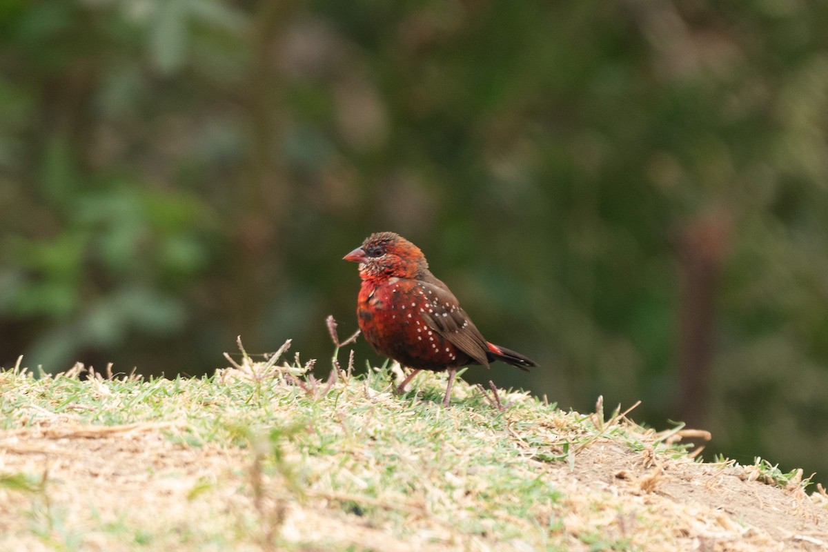 Bengali rouge - ML180868471