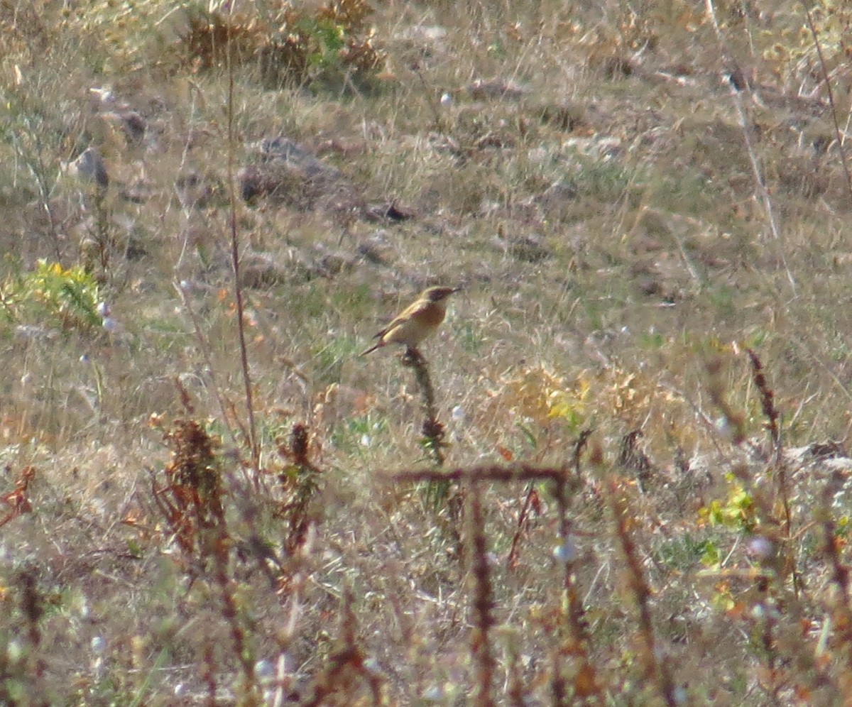 Whinchat - ML180868611