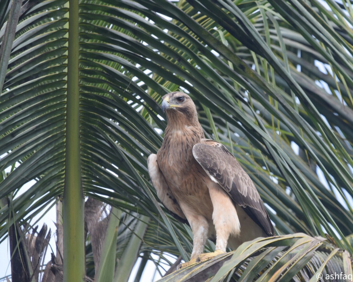 Bonelli's Eagle - ML180869731