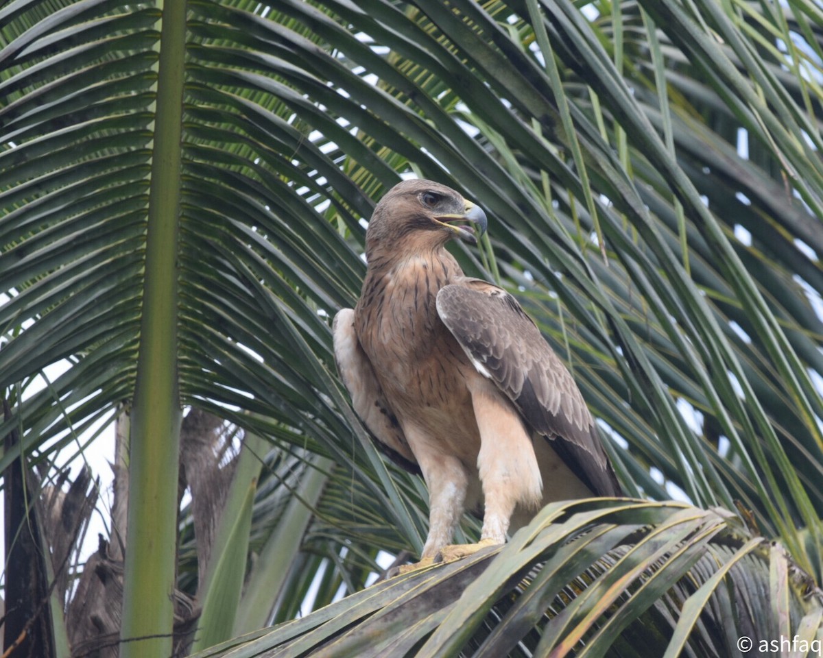 Bonelli's Eagle - ML180869761