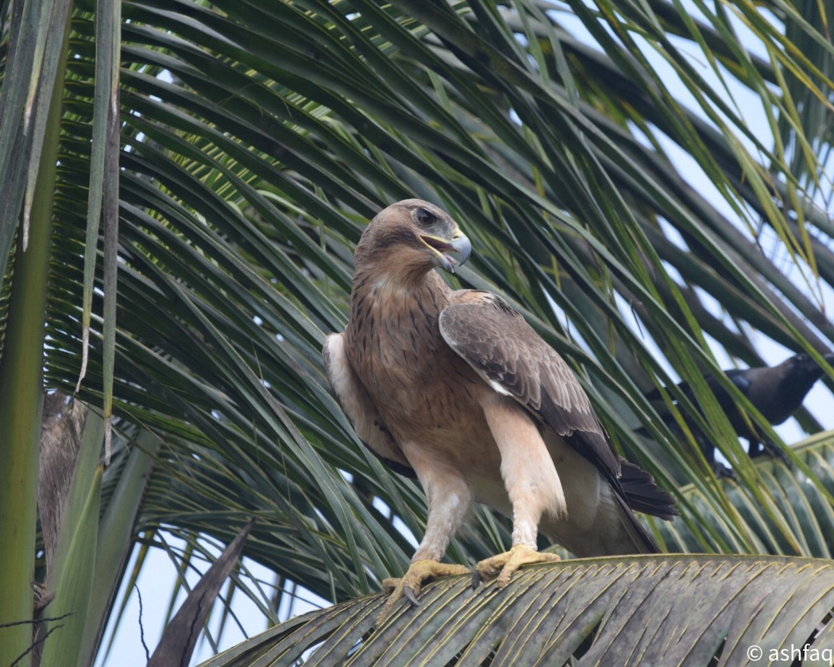 Bonelli's Eagle - ML180869771