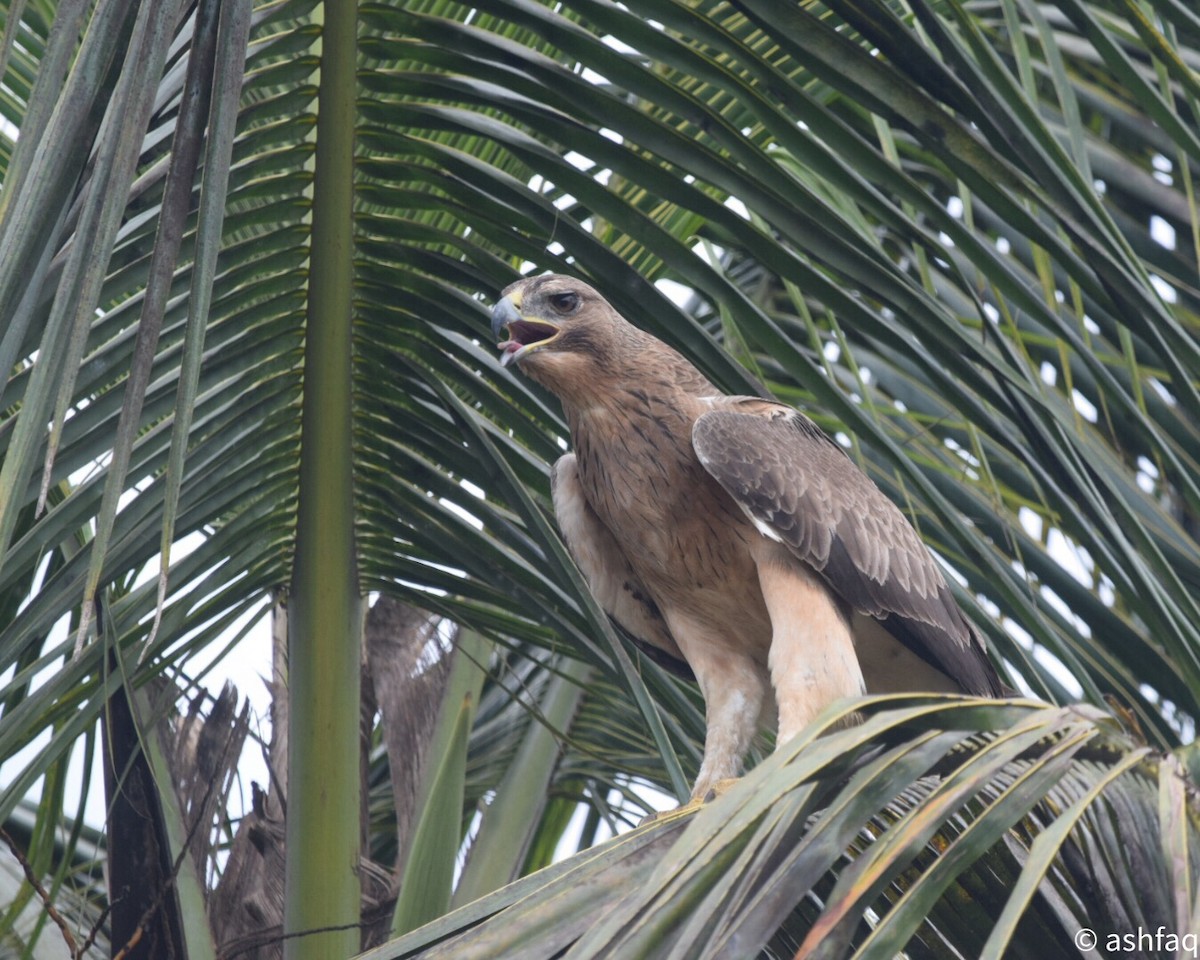 Bonelli's Eagle - ML180869841