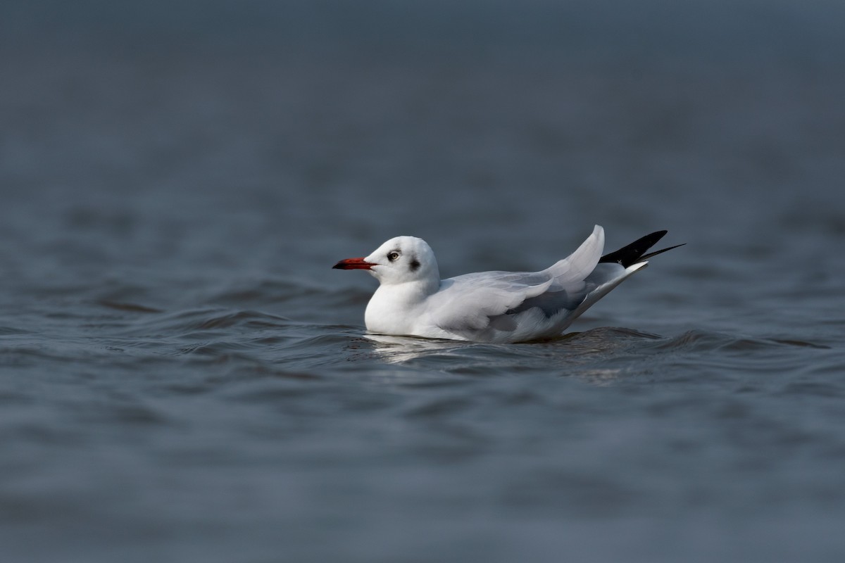 Brown-headed Gull - ML180870291