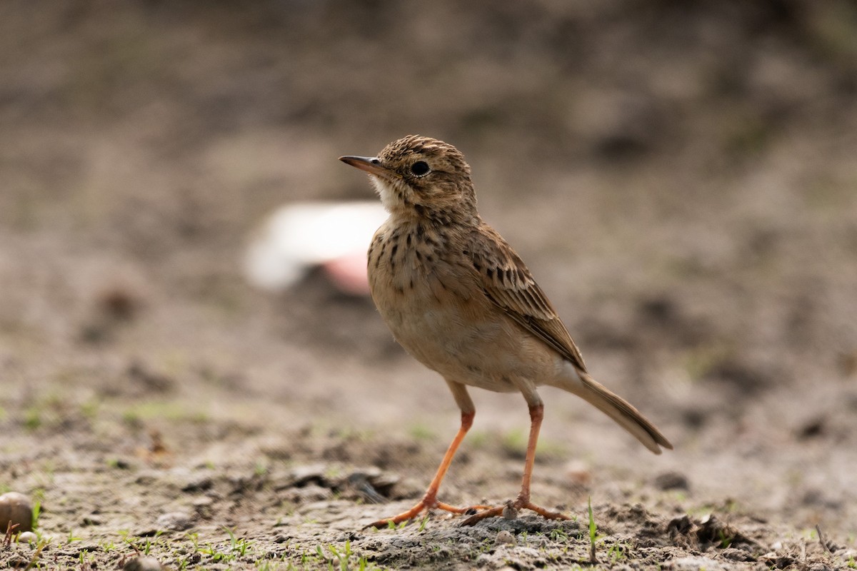 Paddyfield Pipit - ML180870821