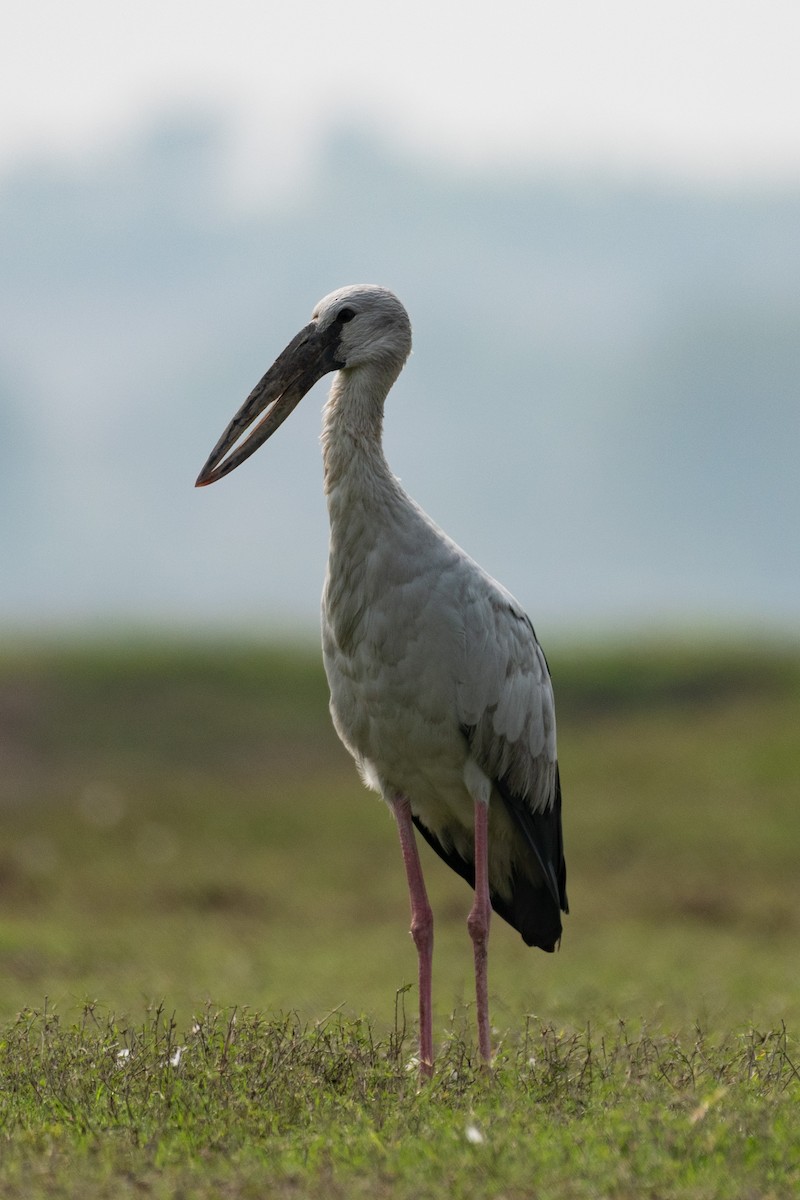 Asian Openbill - ML180871141