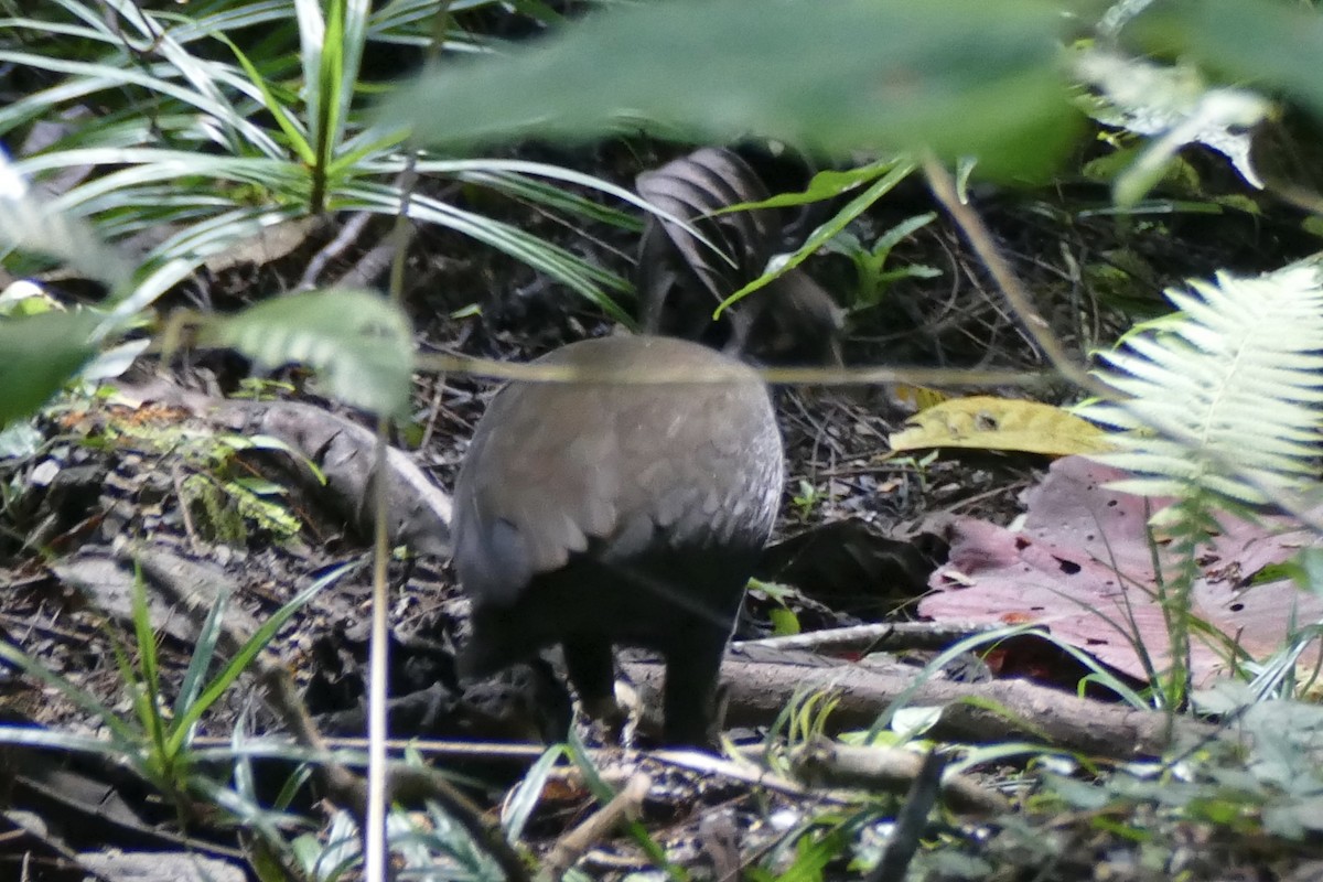 Molukken-Großfußhuhn (forsteni/buruensis) - ML180871461