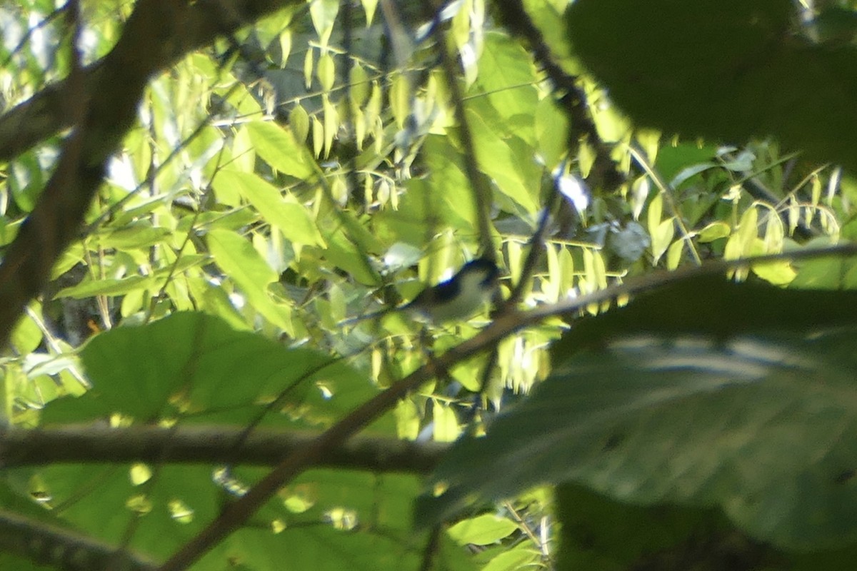 Black-tipped Monarch - ML180871561