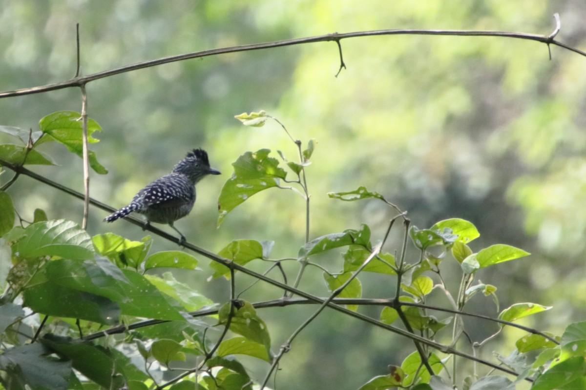 Barred Antshrike - Ligia y Carlos Marroquín Pimentel