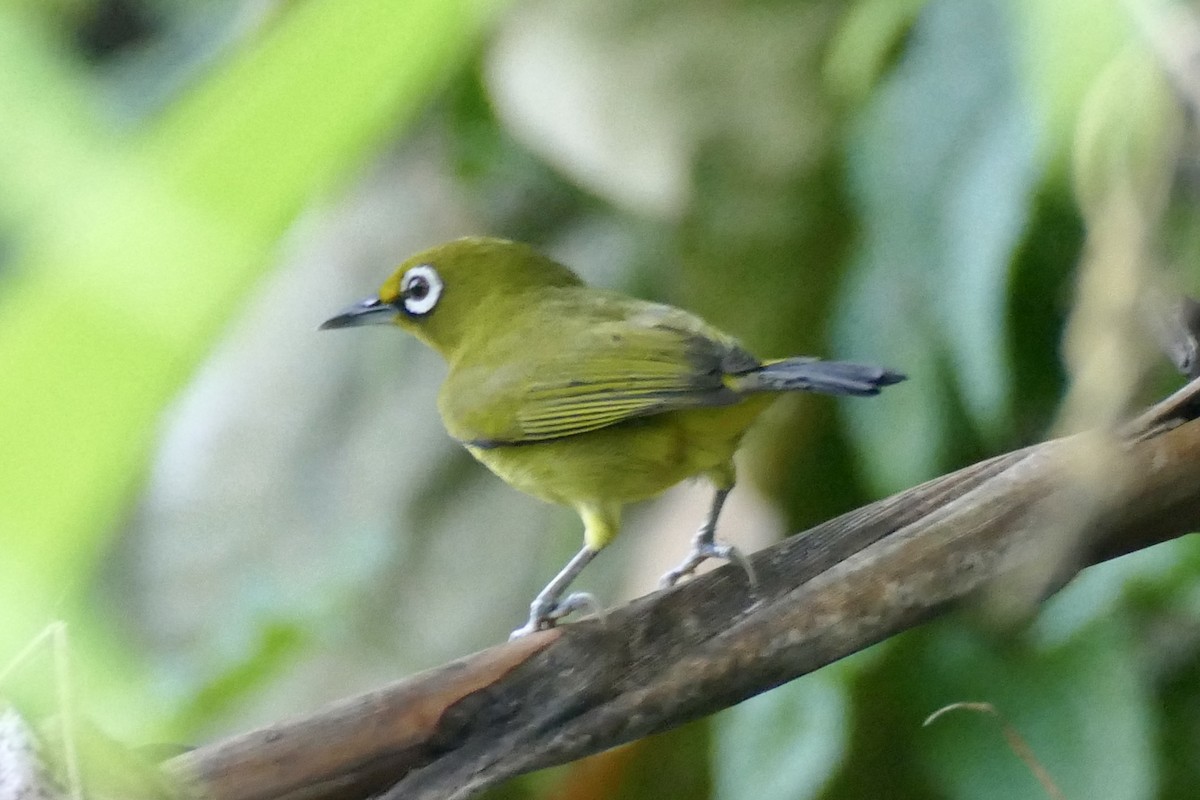 Buru White-eye - ML180871681