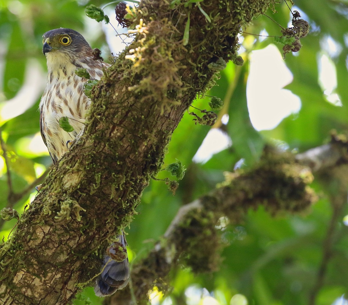 Rufous-necked Sparrowhawk - Craig Robson