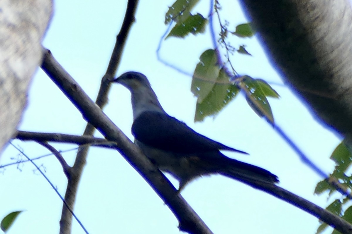 Buru Mountain-Pigeon - ML180872621