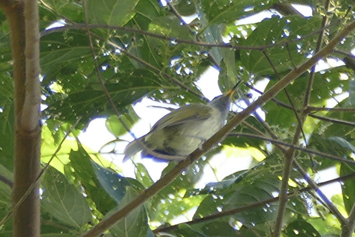 Buru Honeyeater - Peter Kaestner