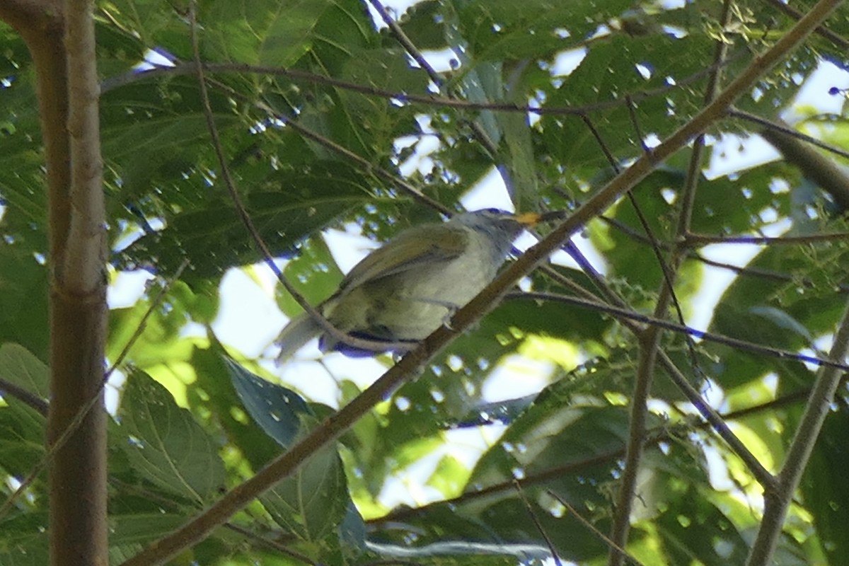 Buru Honeyeater - Peter Kaestner