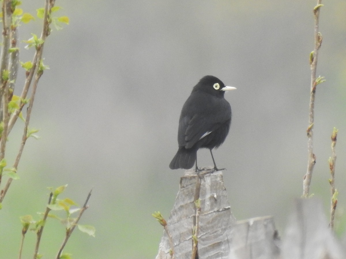 Spectacled Tyrant - ML180873071